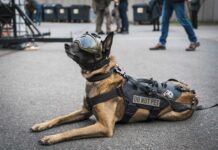 Die Enforce Tac 2025 zeigt wieder Ausrüstung für Mensch und Tier.