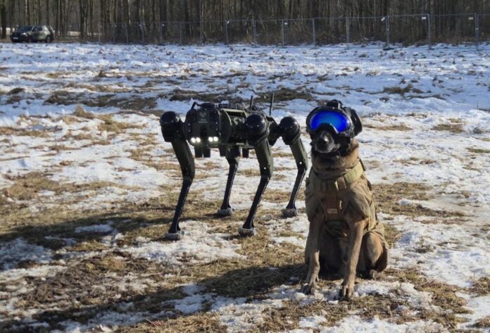 Lucas, der spanische K-9-Hund, ist für die Spezialeinheiten von unschätzbarem Wert. In der Übung wurde er bei den Aufklärungsarbeiten ergänzt durch einen mechanisierten Kameraden (Roboterhund) Ghost Vision 60 vom US-amerikanischen Herstellers Ghost Robotics.