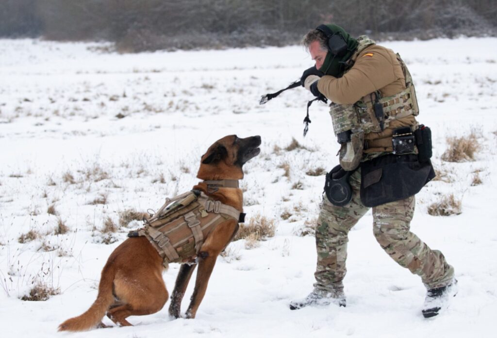 Spanische Spezialeinheiten und ihre vierbeinigen Kameraden 2 K-9 Jimmy mit seinem Hundeführer während der Übung Steadfast Dart 2026 in Norddeutschland.